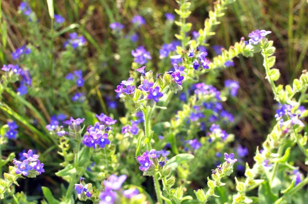 Anchusa Virágzik Vadonban Réten — Stock Fotó