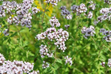 Yazın vahşi doğada çiçek açan keklik otu (Origanum vulgare))