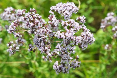 Yazın vahşi doğada çiçek açan keklik otu (Origanum vulgare))