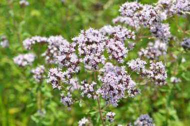 Yazın vahşi doğada çiçek açan keklik otu (Origanum vulgare))