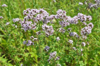 Yazın vahşi doğada çiçek açan keklik otu (Origanum vulgare))