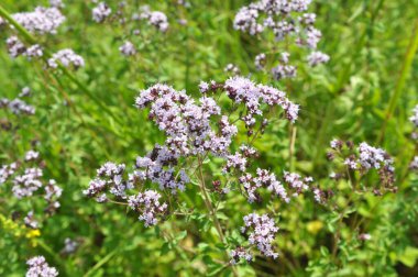 Yazın vahşi doğada çiçek açan keklik otu (Origanum vulgare))
