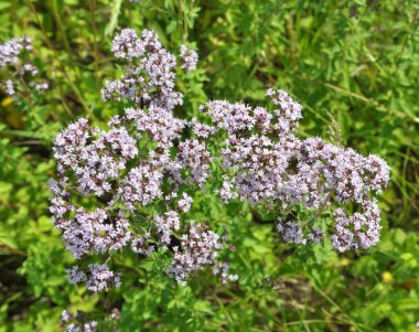 Yazın vahşi doğada çiçek açan keklik otu (Origanum vulgare))