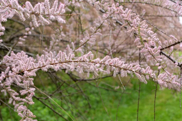 Jaře Rostou Okrasné Rostliny Tamarix Přírodě — Stock fotografie