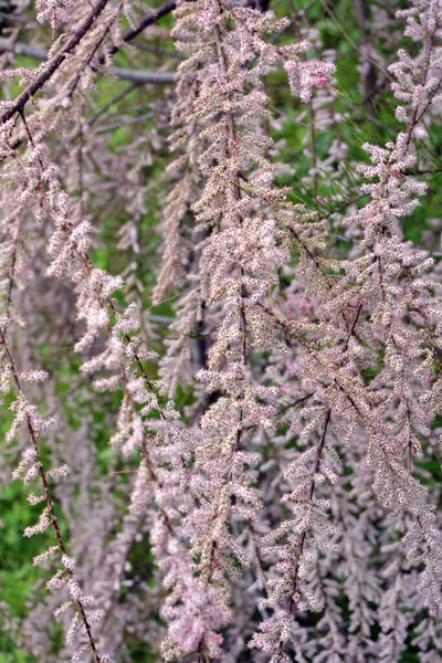 Jaře Rostou Okrasné Rostliny Tamarix Přírodě — Stock fotografie