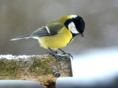 In the wild, a great tit (Parus major) sits on a branch 