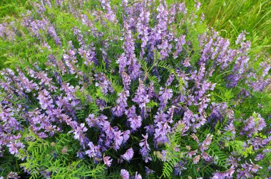 Vicia tenuifolia vahşi çayırlarda çiçek açar.