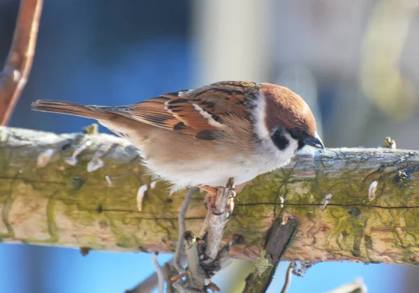 Sparrows Passer Selvagem Sentar Ramo — Fotografia de Stock