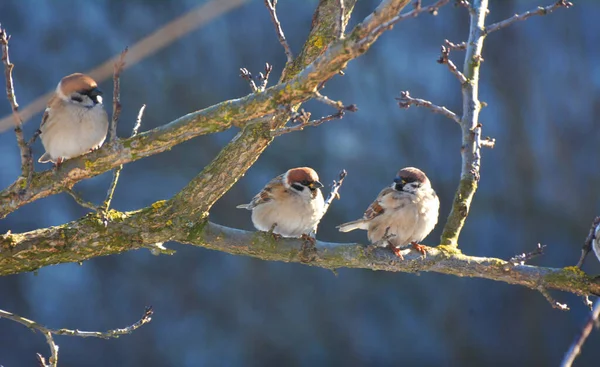 Moineaux Passer Dans Nature Assis Sur Une Branche — Photo