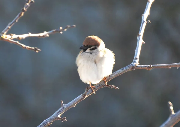 Sparrows Passer Het Wild Zitten Een Tak — Stockfoto