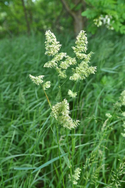 In the meadow blooms valuable fodder grass Dactylis glomerata