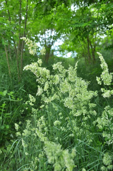 Dans Prairie Fleurit Herbe Fourragère Précieuse Dactylis Glomerata — Photo