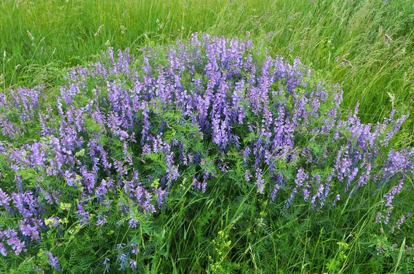 Vicia Tenuifolia Floresce Prado Natureza — Fotografia de Stock