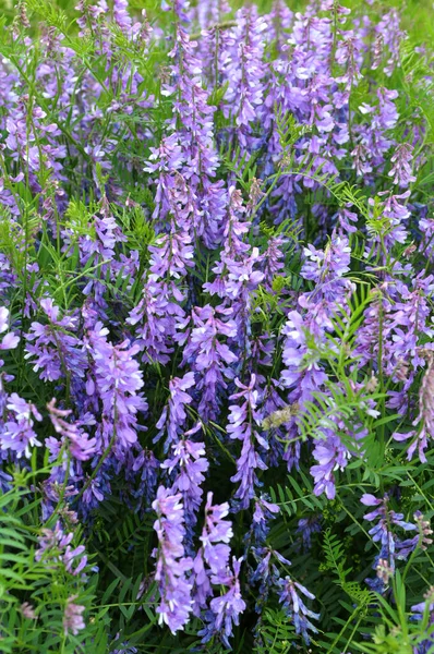 Vicia Tenuifolia Florece Prado Naturaleza — Foto de Stock