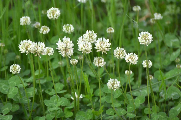 Trifoglio Natura Bianca Trifolium Repens — Foto Stock