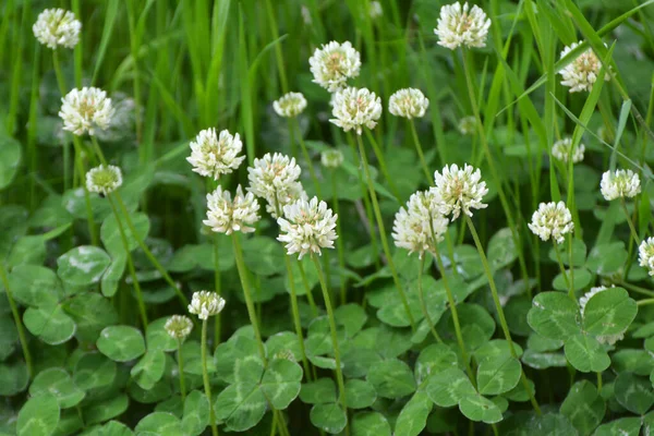 Clover Bílý Přírodě Trifolium Repens — Stock fotografie