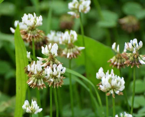 Trèfle Est Blanc Dans Nature Trifolium Repens — Photo