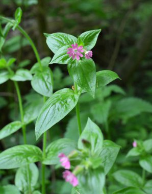 Silene dioica baharda doğada büyür.