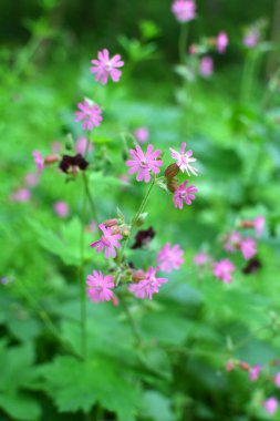 Silene dioica baharda doğada büyür.
