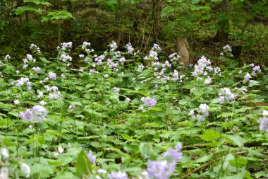 İlkbaharda, Lunaria rediviva ormanda doğada çiçek açar.