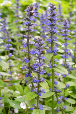Ajuga sürüngenleri doğada büyür ve çiçek açar.