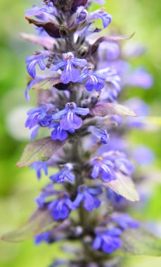 Ajuga sürüngenleri doğada büyür ve çiçek açar.