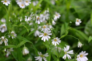 Vahşi ormanda bahar, Stellaria holostea çiçeğini açar.