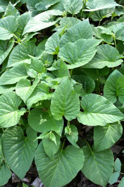 İlkbaharda ormanda vahşi doğada simphtum cordatum yetişir. 