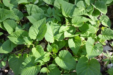 İlkbaharda ormanda vahşi doğada simphtum cordatum yetişir. 