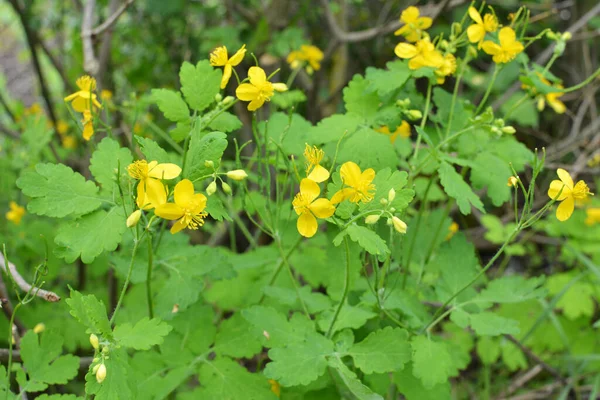 Chelidonium Majus Listy Žlutými Květy Rostoucí Volné Přírodě — Stock fotografie