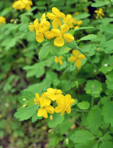 Chelidonium Majus Leaves Yellow Flowers Growing Wild — Stock Photo, Image