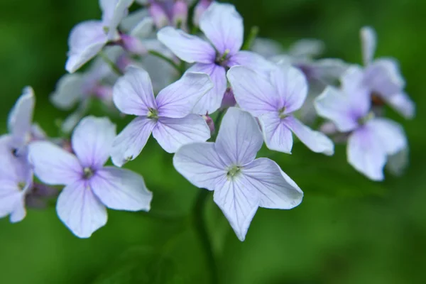 Wiosną Lunaria Rediviva Kwitnie Wolności Lesie — Zdjęcie stockowe