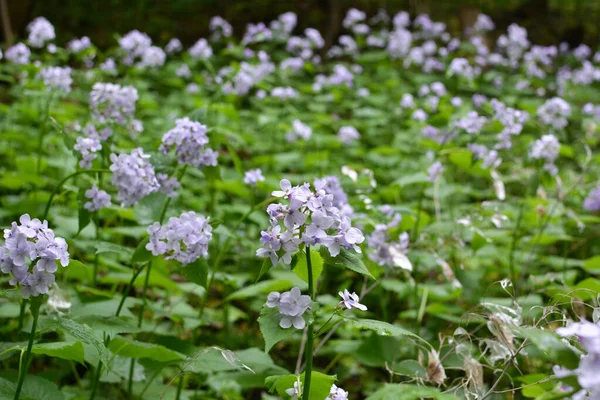 Jaře Lunaria Rediviva Kvete Divočině Lese — Stock fotografie