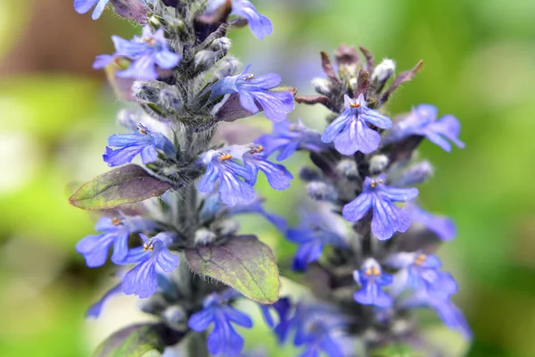 Ajuga Reptans Crece Florece Hierbas Silvestres — Foto de Stock