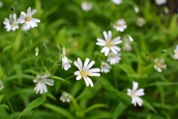 Wiosna Dzikim Lesie Kwitną Stellaria Holostea — Zdjęcie stockowe