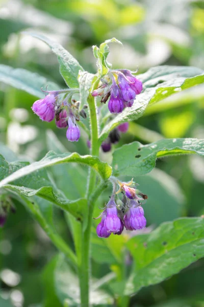 Prado Entre Hierbas Silvestres Florece Consuelda Symphytum Officinale — Foto de Stock