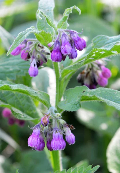 Meadow Wild Herbs Comfrey Symphytum Officinale Blooming — Stock Photo, Image