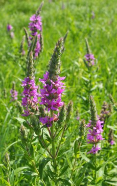 Lythrum salikarisi vahşi doğada, nehir kıyısında ve ıslak yerlerde yetişir.