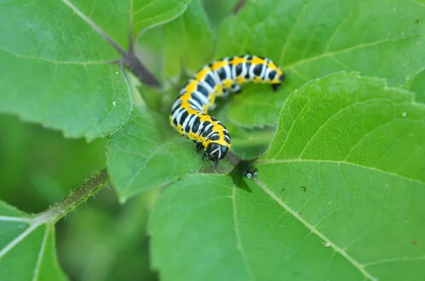 Naturze Gąsienicach Roślin Motyl Cucullia Cucullia Pustulata — Zdjęcie stockowe