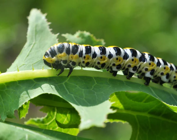 Naturze Gąsienicach Roślin Motyl Cucullia Cucullia Pustulata — Zdjęcie stockowe