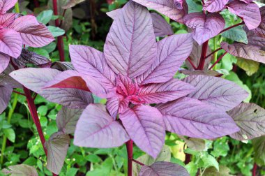 Yazın, bahçede çiçek açar.