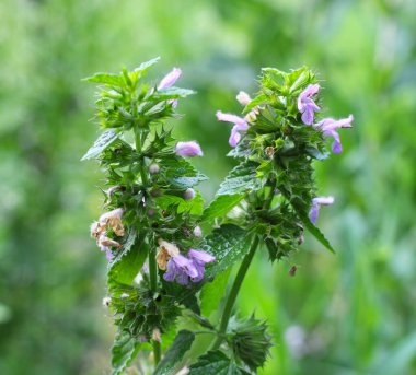 Vahşi bitki Ballota Nigra doğada yetişir.