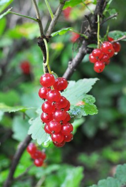Dal dalında olgun kırmızı frenk üzümü (Ribes rubrum)  