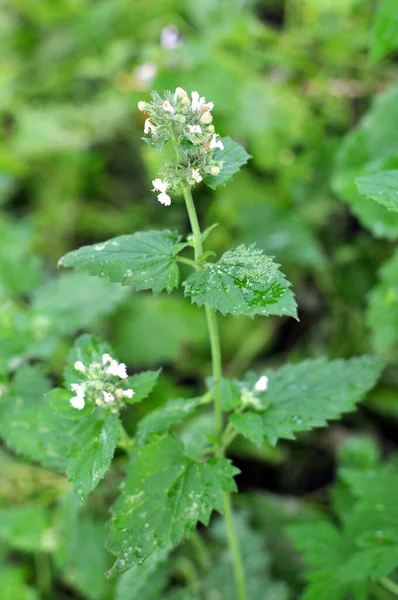 Melissa Melissa Officinalis Blooms Branch Bush — Stock Photo, Image