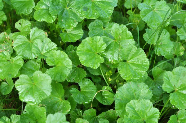 Mallow Malva Pusilla Malva Rotundifolia Φυτρώνει Στην Άγρια Φύση Καλοκαίρι — Φωτογραφία Αρχείου