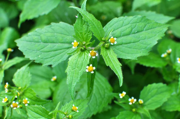 畑には雑草種の一つが咲きます Galinsoga Parviflora Com — ストック写真