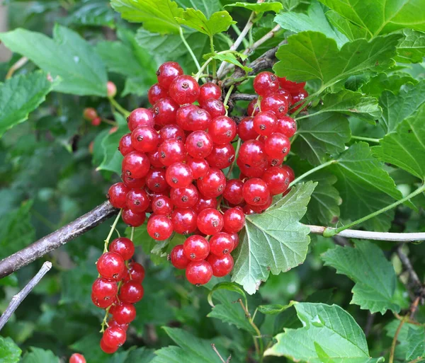 树枝上的浆果是成熟的红醋栗 Ribes Rubrum — 图库照片