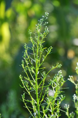 Erigeron kanadensis yazın doğada yetişir.