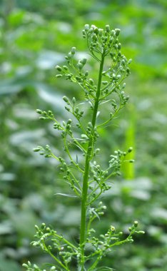 Erigeron kanadensis yazın doğada yetişir.