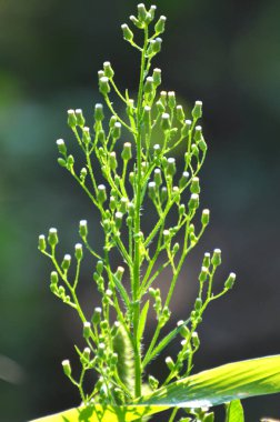 Erigeron kanadensis yazın doğada yetişir.